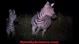 Hyenas pack kill a baby zebra Rate My Science [upl. by Adyahs]