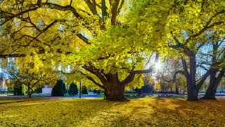 Is the secret to a long life found in a Ginkgo Biloba tree [upl. by Lauhsoj]