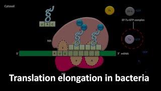 Translation elongation in bacteria [upl. by Laved986]