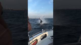 Giant Tuna leaps out of nowhere almost hits the boat tuna bluefintuna [upl. by Aay]