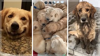 Best Golden Retriever Compilation  Cutest Golden Retrievers  Funny Dogs [upl. by Nosloc]