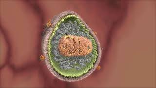 Quels sont les signes dune infection bactérienne [upl. by Stanway]