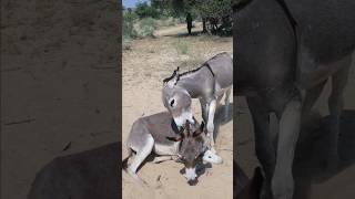 animals donkey youtubeshorts whatsappstatus [upl. by Ide]