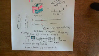 The Major Histocompatibility Complex Part 2 [upl. by Nelleoj]