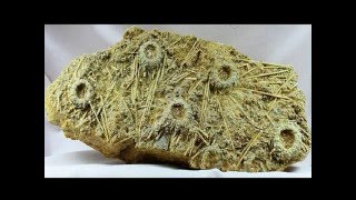 Acrosalenia hemicidaroides  Fossil Echinoid Deathbed from France  Sea Urchin Fossil for Sale [upl. by Sidhu191]