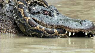 Python vs Alligator 10  Real Fight  Python attacks Alligator [upl. by Oberstone]