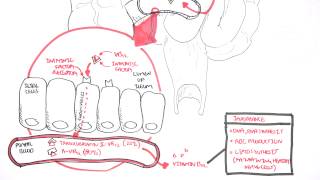 Vitamin B12 Digestion and Absorption [upl. by Janina]