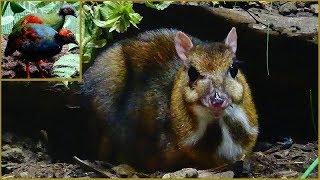 Tragulus javanicus  Osbeck 1765  Tragulidae  Petit kanchil de Java  France  082019 [upl. by Ekle274]