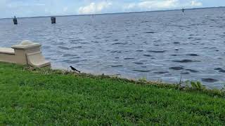 Boat Tailed Grackle Picks Up Morsel 2nd Bird Flies with Prize to Decorative Wall Hurricane Milton [upl. by Noni]