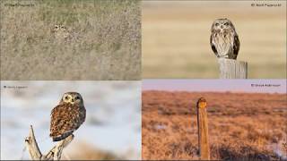 WAfLS Shorteared Owl Identification Training video 6 [upl. by Dadelos576]