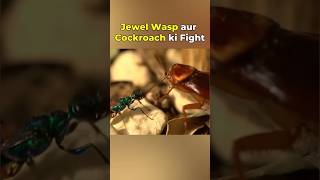 Jewel wasp and cockroach fight shorts [upl. by Ardella]