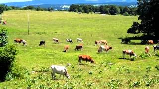 Pontarlier France  vaches à la ferme des miroirs [upl. by Nai]