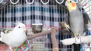 YOUR COCKATIEL WILL LOVE THIS  Male Cockatiel Singing Sounds [upl. by Melton199]