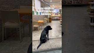 This dog is patiently waiting his snack at La vucciria palermo rockinkitchensicily [upl. by Aneekas]