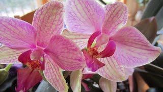 How to make your orchids bloom constantly [upl. by Keir]