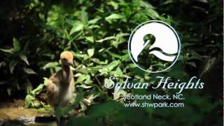 Welcome to Sylvan Heights Bird Park [upl. by Lucrece]