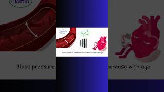 AORTA ELASTIN and AGING bloodpressure aging cardiovascular physiology blood cell heart [upl. by Killian]