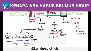 Obat HIV   HIV Part 2 [upl. by Presber]