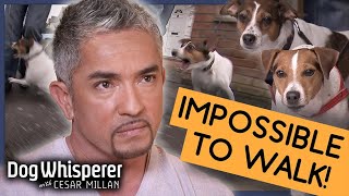 Cesar Millan Vs UK’s Worst Behaved Dogs  Full Episode S9 Ep 1  Dog Whisperer [upl. by Annola914]