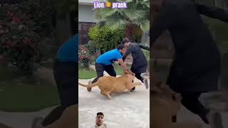 lion attack on man dog tigerlion doglover lionlover funny lionslover pets lionfight lion [upl. by Terrence384]