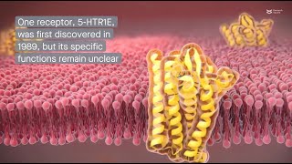 The 5HTR1E serotonin receptor Discovery structure and function [upl. by Ynnav]