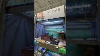 Ferrets small pet Mustela furo quarantine 14 days hobs jill mustelids rabies vaccination [upl. by Iret]