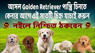 How to identify purebred golden retriever puppy  Bengali  QDogS [upl. by Tuorah]