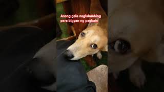 Asong gala naglalambing para bigyan ng pagkain doglife asongpinoy dogshorts shortsfeed shorts [upl. by Mccreery]