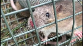 Patkányok és az élve fogó csapda  Rat trap  Humane rat trap [upl. by Euqinommod]