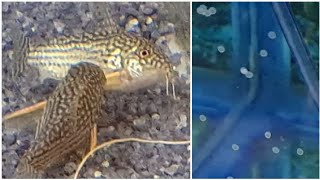 How to breed Corydoras Catfish  the complete guide for breeding cory catfish easy and successfully [upl. by Adlog896]