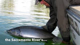 Sacramento River salmon fishing 2017 [upl. by Olimac549]