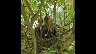 Baby bird nest in front of the sunroom [upl. by Akira412]