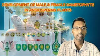 DEVELOPMENT OF MALE amp FEMALE GAMETOPHYTESEXUAL REPRODUCTION IN FLOWERING PLANTS CLASS 12 [upl. by Fidele798]