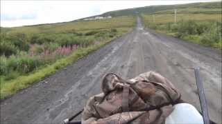 Salmonberry Hunting In Alaska Along The Yukon River [upl. by Won975]