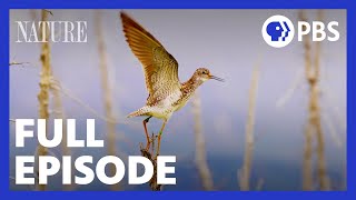 Flyways  Full Episode  NATURE  PBS [upl. by Ocer]