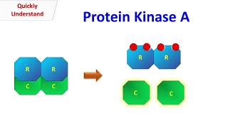 Protein Kinase A [upl. by Nahgeem]