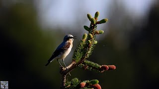 Northern wheatear singingSteinskvettSteinschmätzer GesangTraquet motteux chantTapuit p1000 [upl. by Sitsuj796]