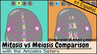 Comparación de mitosis y meiosis [upl. by Killarney]