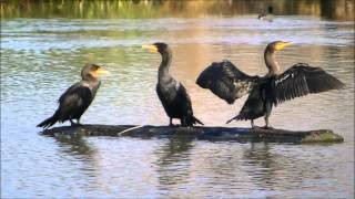 Double crested Cormorant [upl. by Aroon]