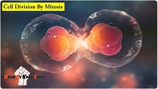 How cell divides simple animation UrduHindi [upl. by Gibson889]