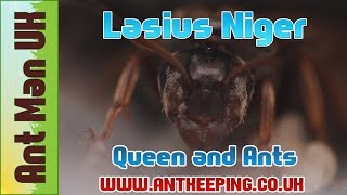 Lasius Niger Queen Colony Ants Care [upl. by Gautious]