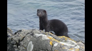 Mink at Traigh Beach [upl. by Suoicserp692]