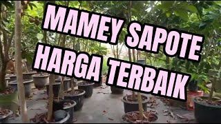 HARGA TERBAIK MAMEY Sapote BibitMameysapote mameysapote jenismameysapote [upl. by Canada571]