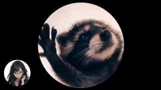 Pedro Pedro Pedro  Racoon Meme TikTok [upl. by Cosimo]