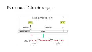 Diseño de plásmidos I  PD6Inducción  MBfE [upl. by Cleveland516]