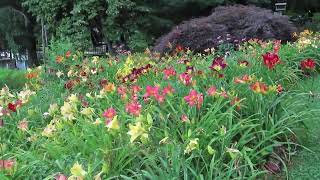 Garden with daylilies at peak bloom 7124 [upl. by Hendrick]