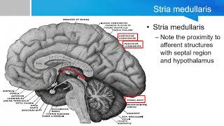 Neurosurgery written board crash course Epithalamus part 1 habenulum [upl. by Ialokin]