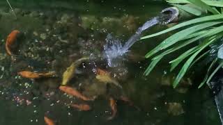 Relaxing sound of trickling water in a simple fish pond [upl. by Noitna38]