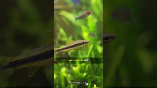 Some Interesting Facts about  Zebra Fish 🐟 shorts fishfacts [upl. by Iznekcam]