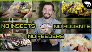 Top 5 FeederFree Reptiles [upl. by Yrruc]